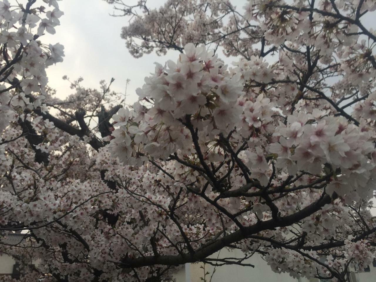 Guest House Daisho Oshiro Asobi Matsue Esterno foto